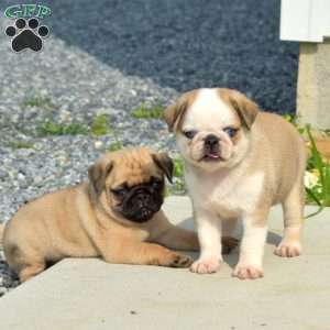 Ollie, Pug Puppy