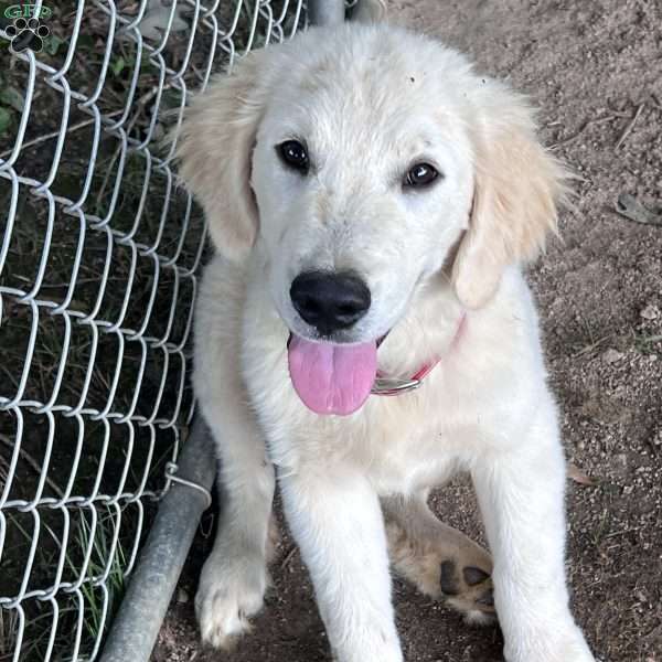 Little Squirt, Golden Retriever Puppy