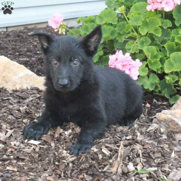 Loco, German Shepherd Puppy