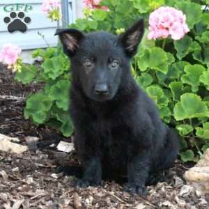 Loco, German Shepherd Puppy
