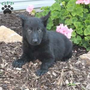 Loco, German Shepherd Puppy