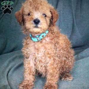 Logan, Maltipoo Puppy