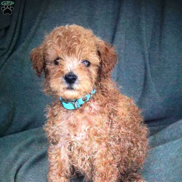 Logan, Maltipoo Puppy