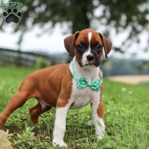 Logi, Boxer Puppy