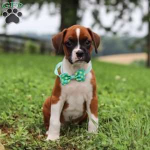 Logi, Boxer Puppy