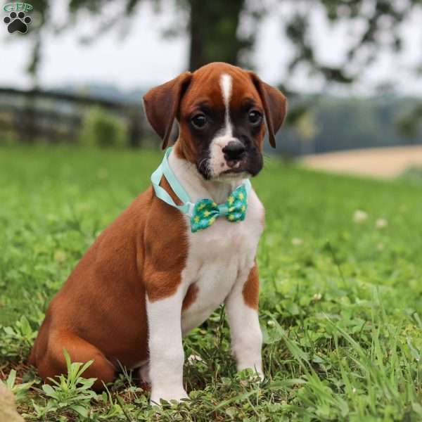 Logi, Boxer Puppy