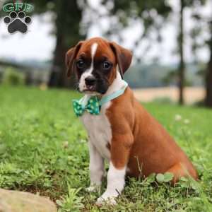 Logi, Boxer Puppy