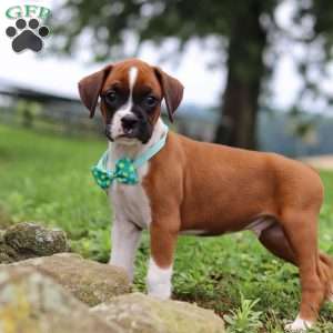 Logi, Boxer Puppy