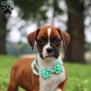 Logi, Boxer Puppy