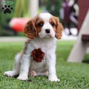 Loki, Cavalier King Charles Spaniel Puppy