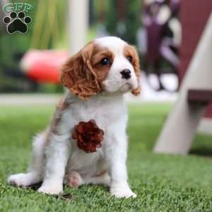 Loki, Cavalier King Charles Spaniel Puppy