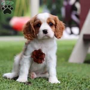Loki, Cavalier King Charles Spaniel Puppy