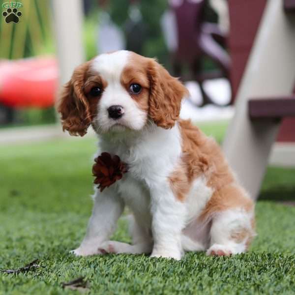 Loki, Cavalier King Charles Spaniel Puppy