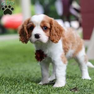 Loki, Cavalier King Charles Spaniel Puppy