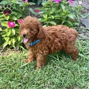 Loki, Miniature Poodle Puppy