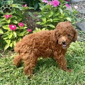 Loki, Miniature Poodle Puppy