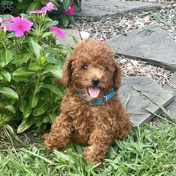 Loki, Miniature Poodle Puppy