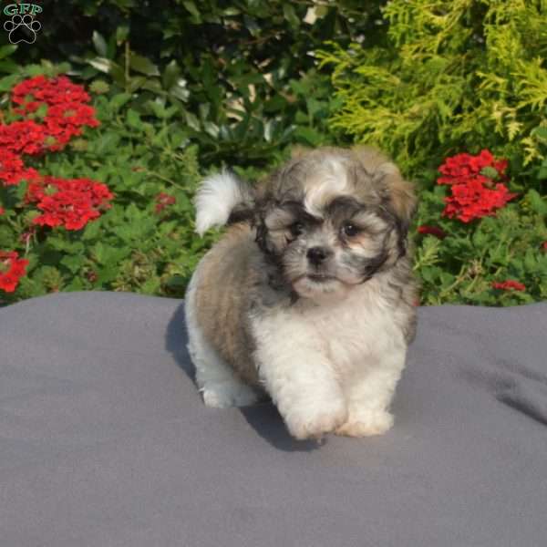 Lola, Teddy Bear Puppy