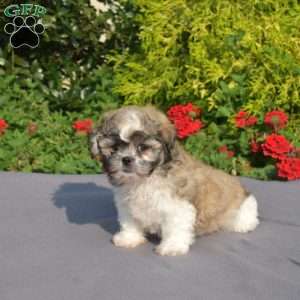Lola, Teddy Bear Puppy