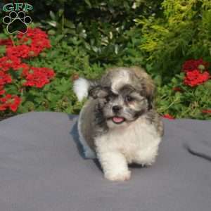 Lola, Teddy Bear Puppy