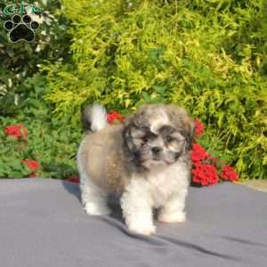 Lola, Teddy Bear Puppy