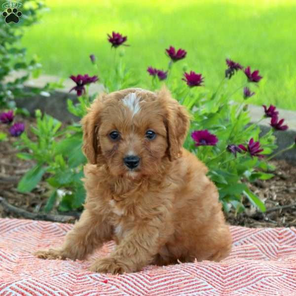 Lolly, Cavapoo Puppy