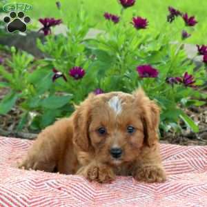 Lolly, Cavapoo Puppy