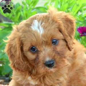 Lolly, Cavapoo Puppy