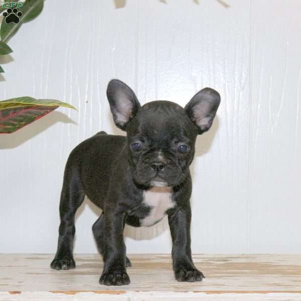 London, Frenchton Puppy