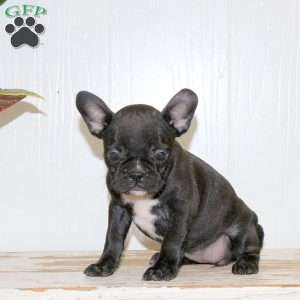 London, Frenchton Puppy