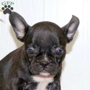 London, Frenchton Puppy