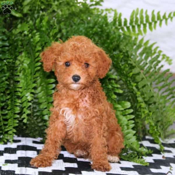 Lonnie, Miniature Poodle Puppy