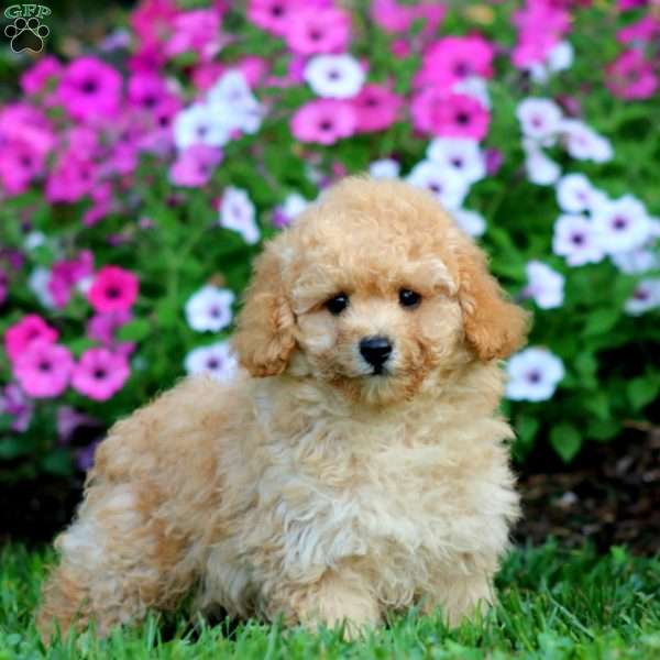 Lonnie, Cockapoo Puppy