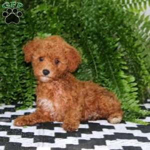 Lonnie, Miniature Poodle Puppy