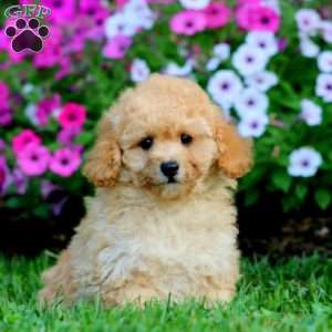 Lonnie, Cockapoo Puppy