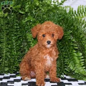 Lonnie, Miniature Poodle Puppy