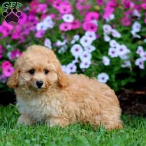 Lonnie, Cockapoo Puppy