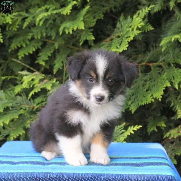 Lonny, Miniature Australian Shepherd Puppy