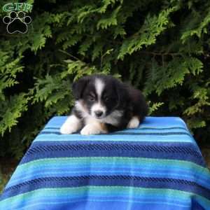 Lonny, Miniature Australian Shepherd Puppy