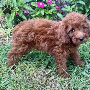 Lori, Miniature Poodle Puppy
