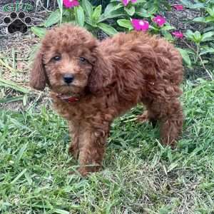 Lori, Miniature Poodle Puppy