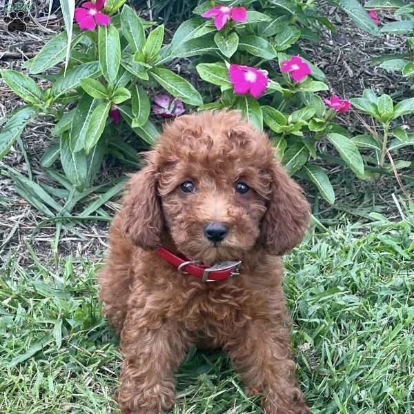 Lori, Miniature Poodle Puppy