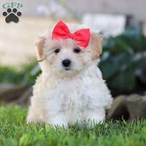 Lottie, Coton de Tulear Mix Puppy