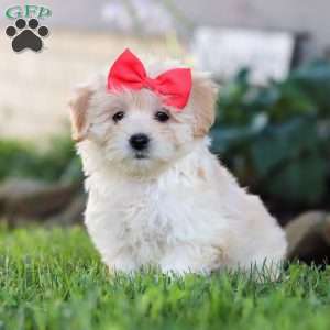 Lottie, Coton de Tulear Mix Puppy