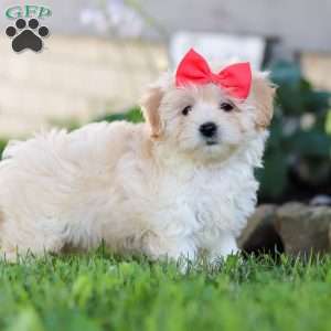 Lottie, Coton de Tulear Mix Puppy