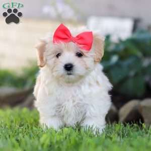 Lottie, Coton de Tulear Mix Puppy