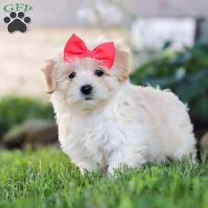 Lottie, Coton de Tulear Mix Puppy