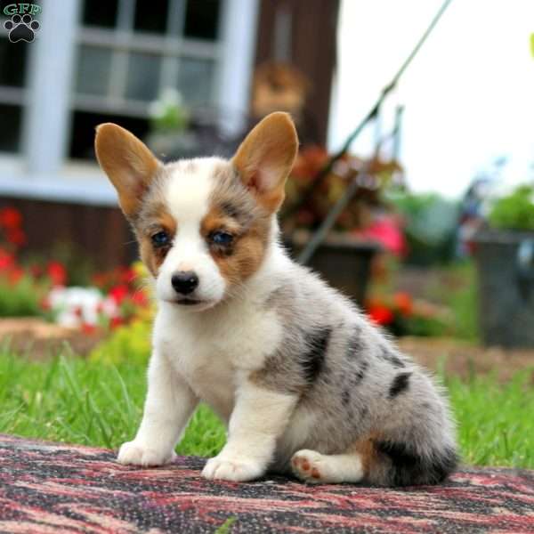 Lottie, Pembroke Welsh Corgi Puppy