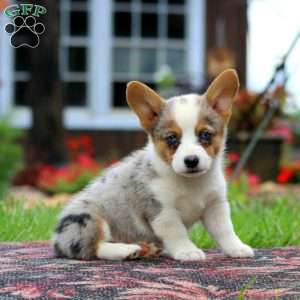 Lottie, Pembroke Welsh Corgi Puppy