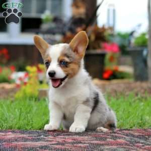 Lottie, Pembroke Welsh Corgi Puppy